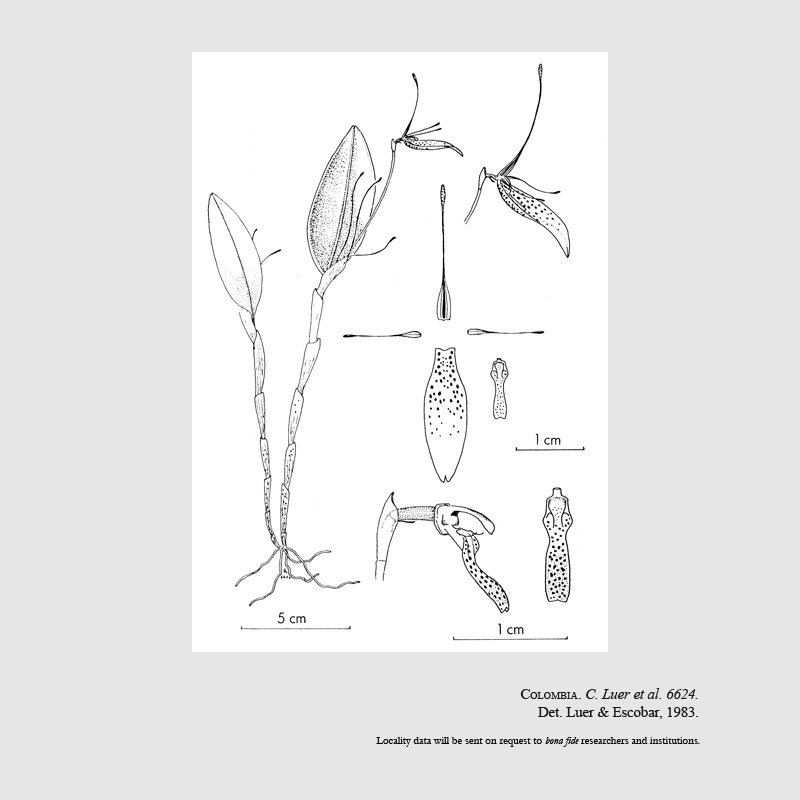 Restrepia citrina